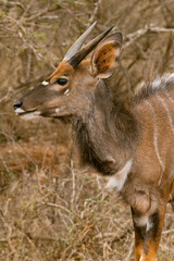 deer in the woods