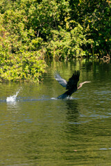Snakebird flying above the water