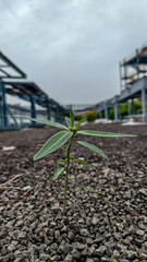 plant in the ground