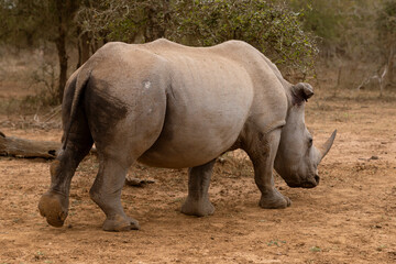 Fototapeta premium Sleeping white rhino in Hlane National Park, Eswatini