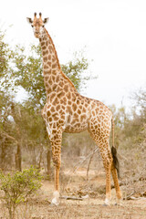 Giraffes in savanna, South Africa