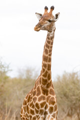 Fototapeta premium giraffe in the wild