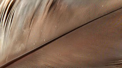 Close-up of a bird feather, showing intricate patterns and textures of brown and light tones.  Fine details of vanes and barbs are visible