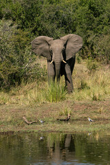 Fototapeta premium elephant in the water