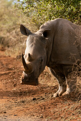 White rhino in Hlane National Park, Eswatini
