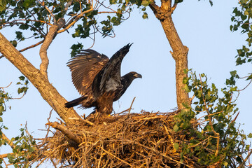 Eagle in a nest