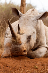 Obraz premium Sleeping white rhino in Hlane National Park, Eswatini