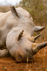 Sleeping white rhino in Hlane National Park, Eswatini