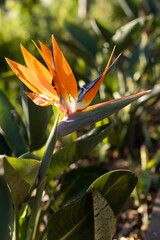 orange flower in the garden strelitzia 