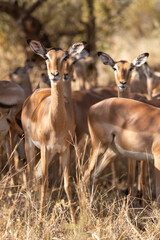 impala in the savannah