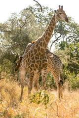 giraffe in the savannah