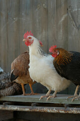 Three diverse chickens, including a prominent white hen, perched on a wooden ledge against a blurred wall.