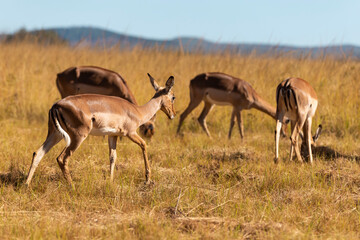 impala in the savannah
