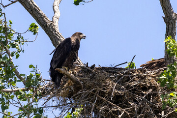 eagle in a nest