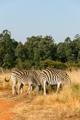 Obraz premium zebra in the savannah