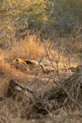 Sleeping lion in Kruger National Park