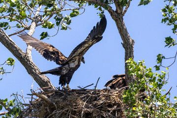 Young eagles in a nest