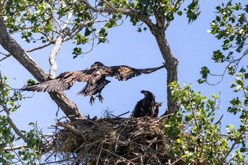 eagle in the tree