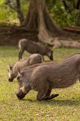 warthog in the wild