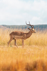 Naklejka premium Impala on the savannah