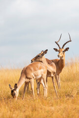 Impala on the savannah