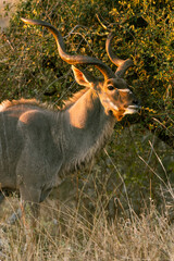 Kudu in Kruger National Park, South Africa