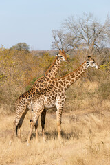 Giraffes in savanna, South Africa