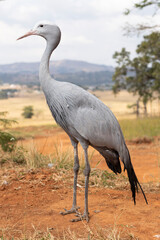 The blue crane