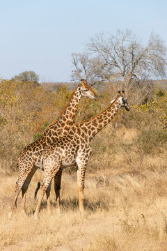 giraffe in the savannah in South Africa Kruger National Park