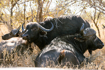 African buffalo on the savannah