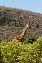 Fototapeta premium giraffe in the savannah in south africa