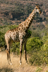 giraffe in the savannah in south africa