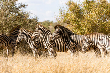 zebras in the wild