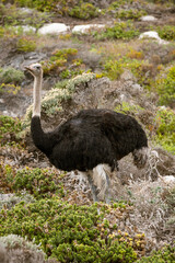 wild ostrich