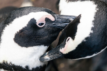 Penguins on the Boulder's beach