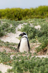 Penguins on the Boulder's beach