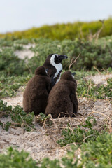 Penguins on the Boulder's beach