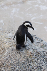 Penguins on the Boulder's beach