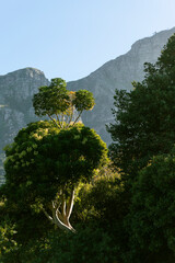 Botanical garden in Cape Town