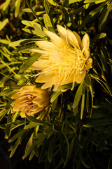 yellow protea flowers