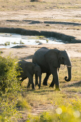 Elephant in the wild