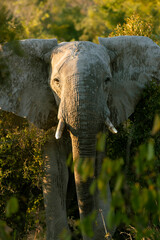Elephant in the wild