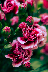 Close-up of bright pink carnations with buds surrounded by green leaves. Vertical floral background