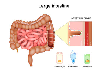 Large intestine anatomy. Colonic crypt. Stem cell, Goblet cell, Enterocyte.