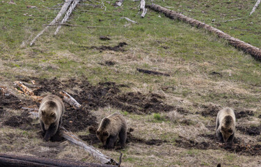 Grizzly Bear Sow and Cubs in Yellowstone National Park Wyoming in Spring
