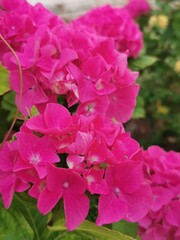 photo en gros plan d'un hortensia rose en éclosion