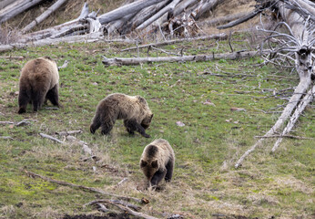 Grizzly Bear Sow and Cubs in Yellowstone National Park Wyoming in Spring