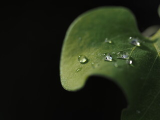 葉の上の水滴をマクロレンズにて撮影しました