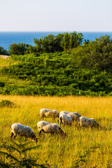 Sheep Grazing for Eco-Pasturing in the Abbadia Domain in Hendaye