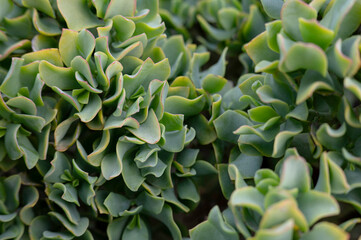 Close-up Succulent: Textured Green Leaves in Natural Pattern